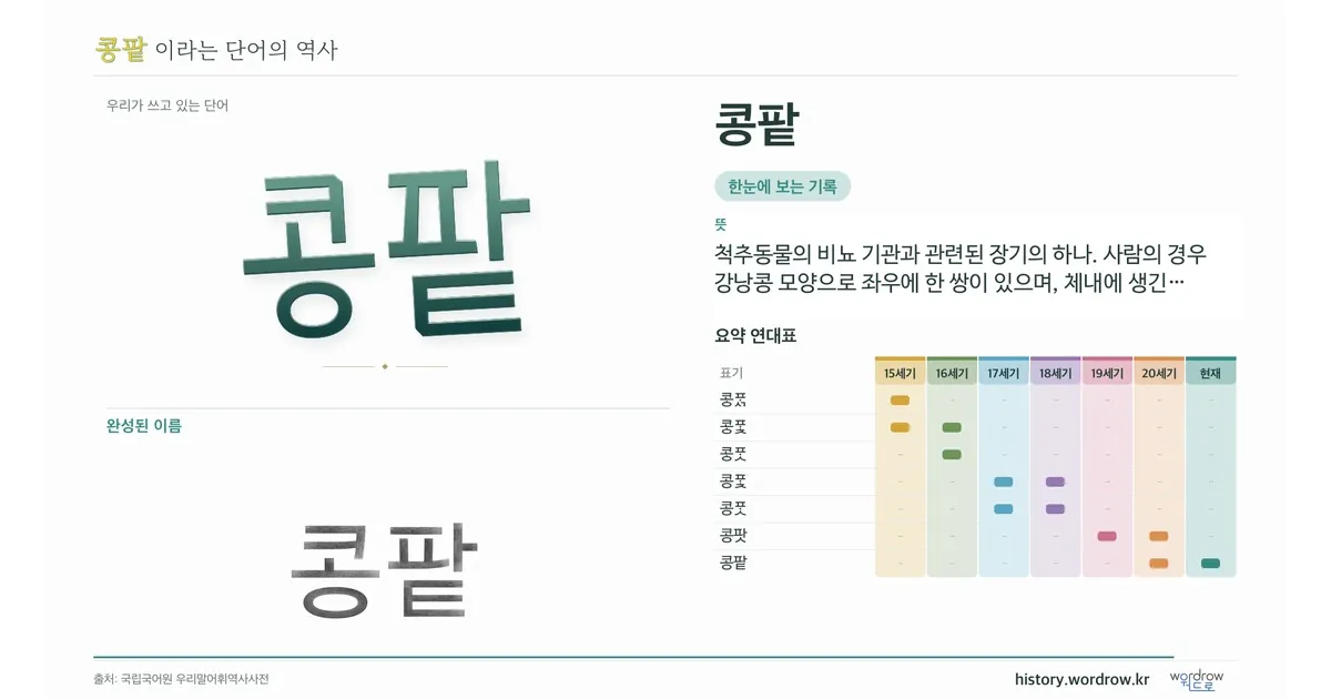 콩팥 대표 이미지