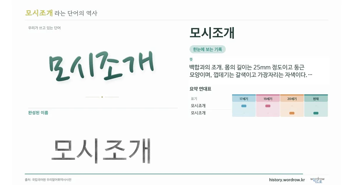 모시조개 대표 이미지
