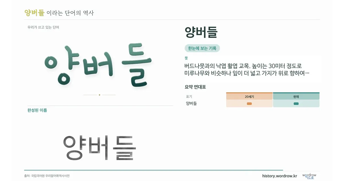 양버들 대표 이미지